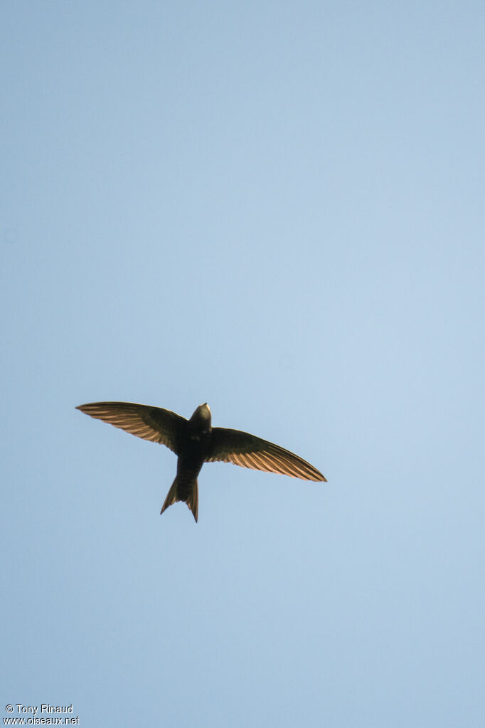 Common Swiftadult, aspect, Flight