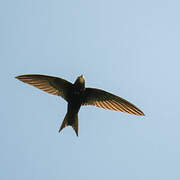 Common Swift