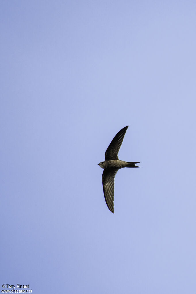 Pallid Swift, aspect, Flight