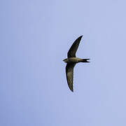 Pallid Swift