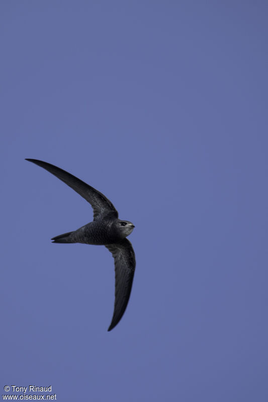 Pallid Swift, identification, aspect, Flight