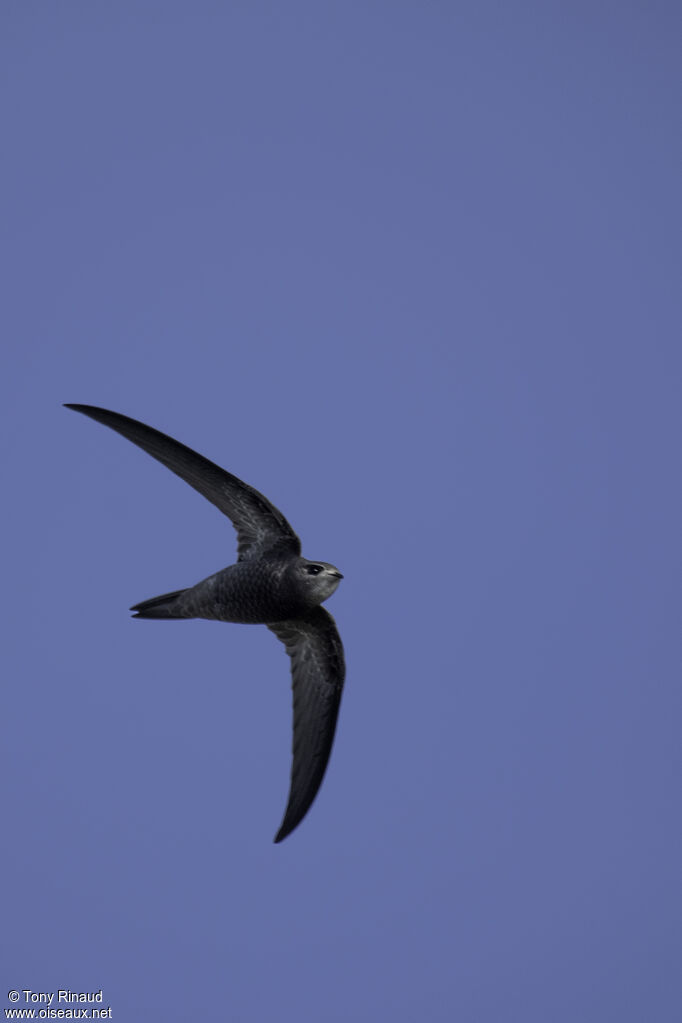 Pallid Swift, identification, aspect, Flight