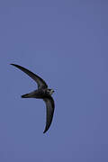 Pallid Swift