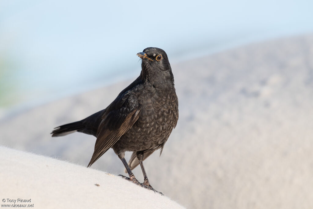 Common Blackbird male Second year, identification, aspect, walking