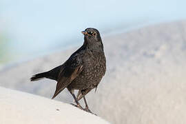 Common Blackbird