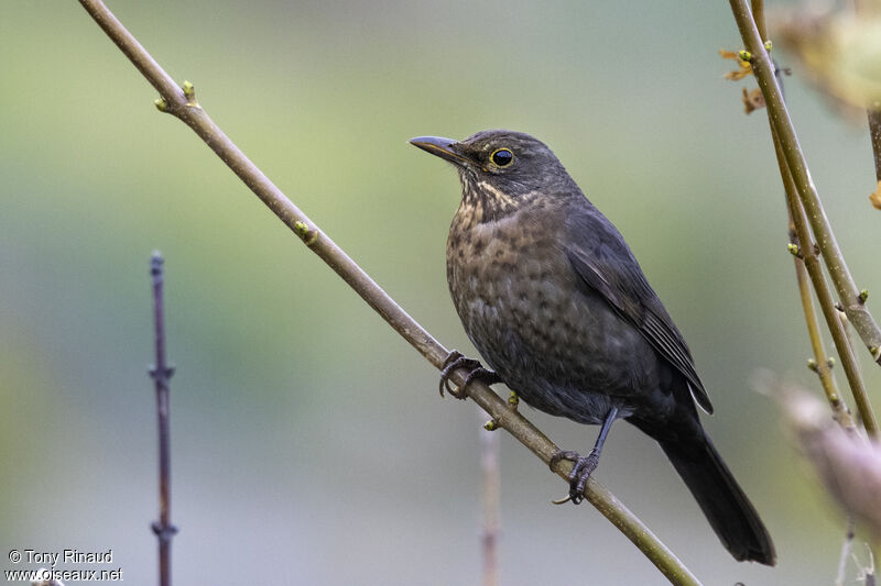 Common Blackbird female, identification, aspect