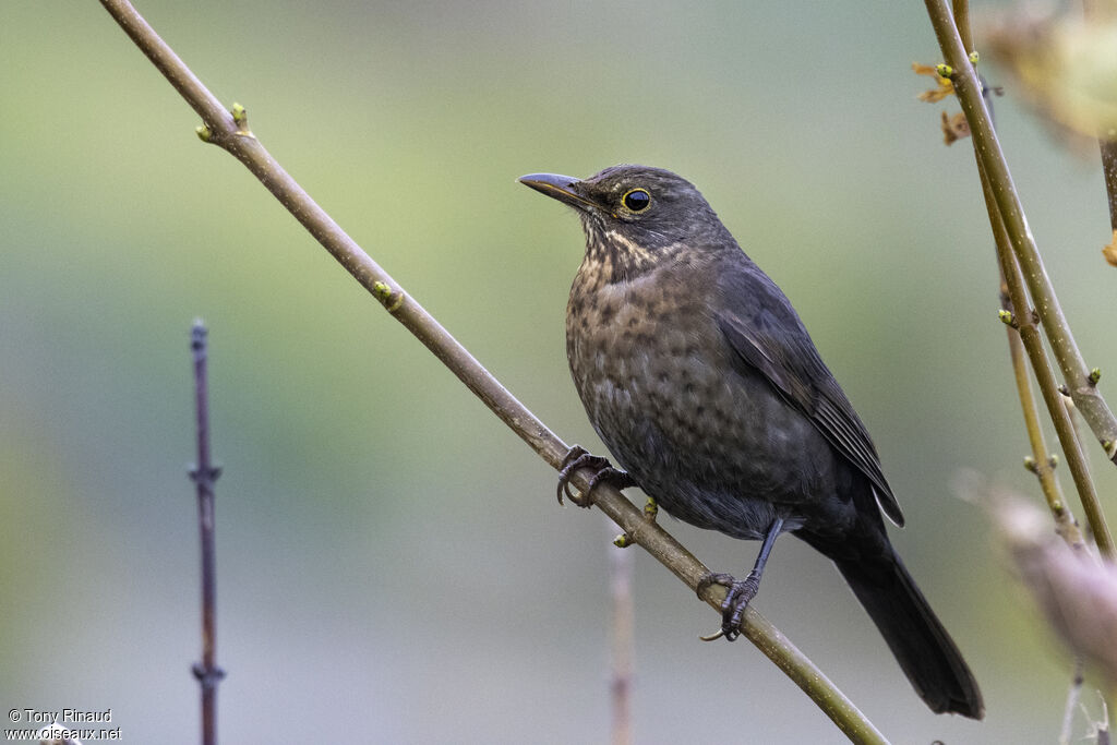 Common Blackbird female, identification, aspect