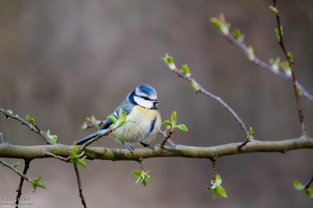 Eurasian Blue Titadult breeding, identification, aspect