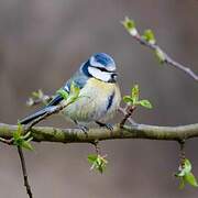 Eurasian Blue Tit