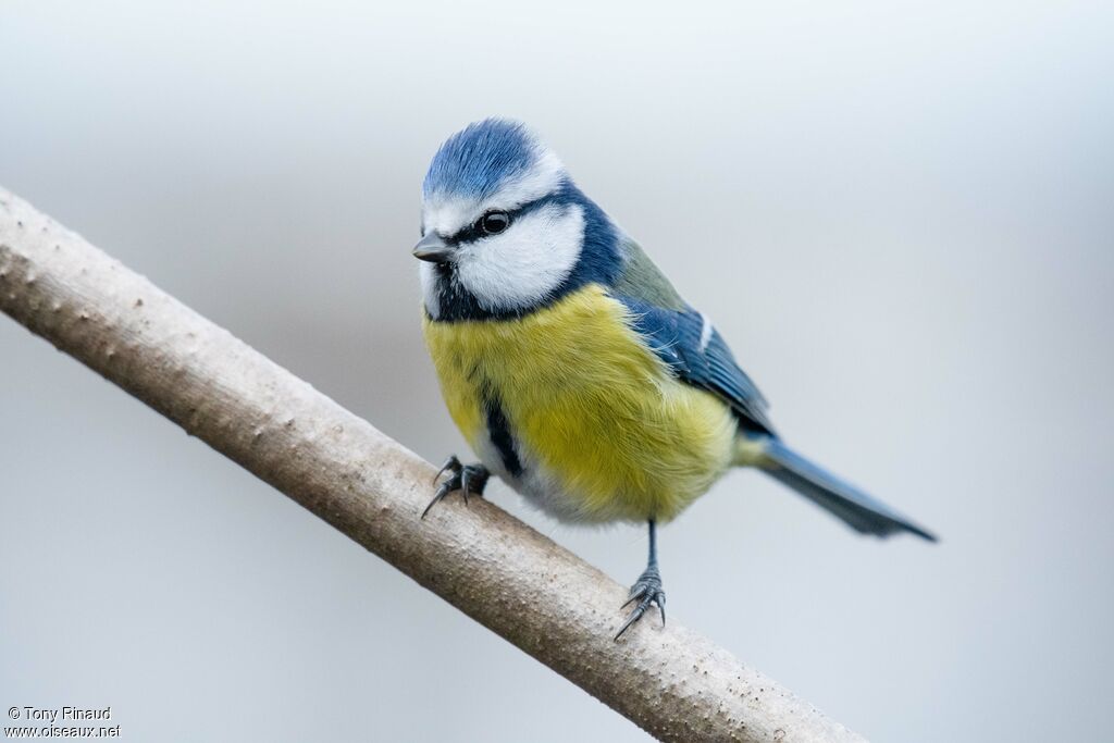 Eurasian Blue Titadult, identification, aspect