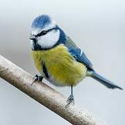 Eurasian Blue Tit