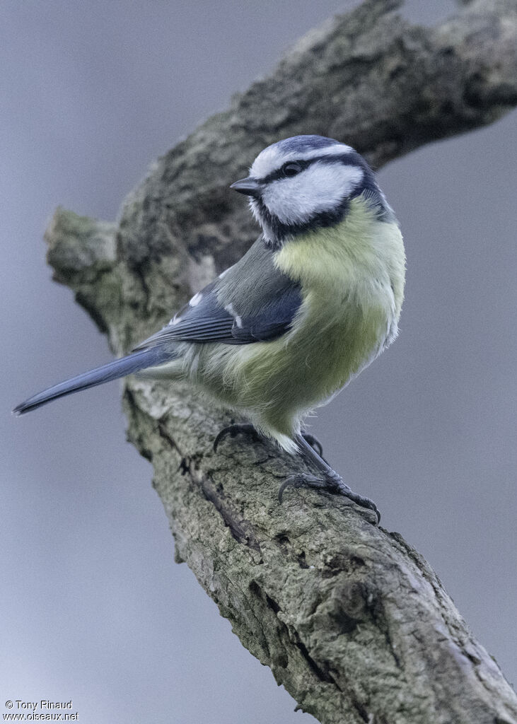 Mésange bleueadulte, identification, composition