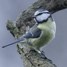 Mésange bleue