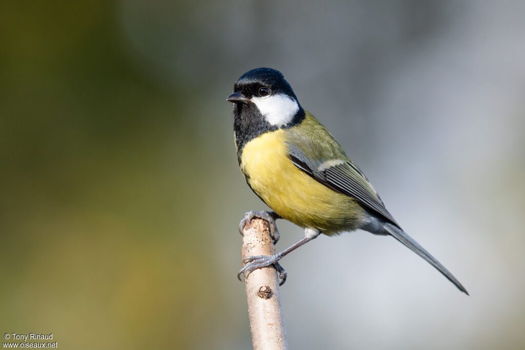 Mésange charbonnière mâle adulte nuptial, identification, composition