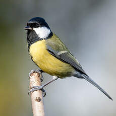 Mésange charbonnière