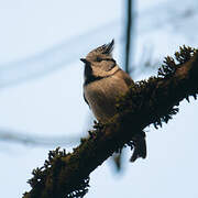 Crested Tit