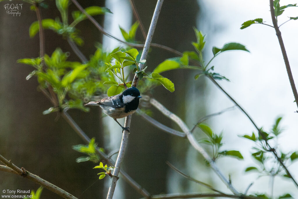 Mésange noireadulte, identification, composition