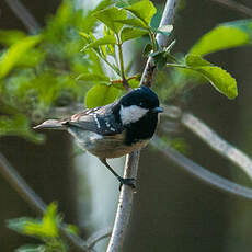 Mésange noire