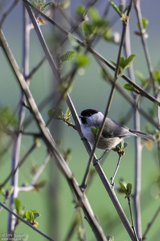 Marsh Titadult, identification, aspect