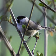 Marsh Tit