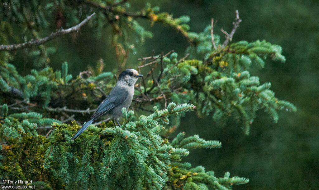 Mésangeai du Canadaadulte, identification