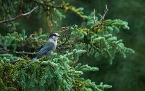 Canada Jay