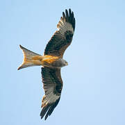 Red Kite