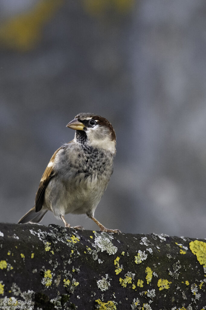 Moineau domestique mâle adulte, identification, composition, marche