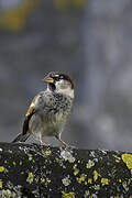 Moineau domestique