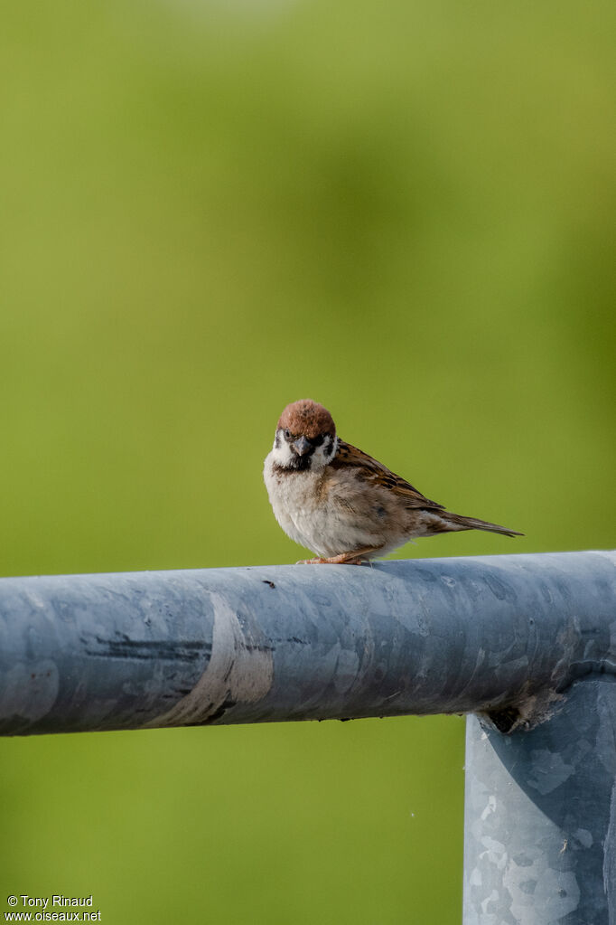 Moineau friquetadulte, identification, composition