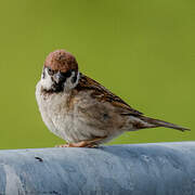 Eurasian Tree Sparrow