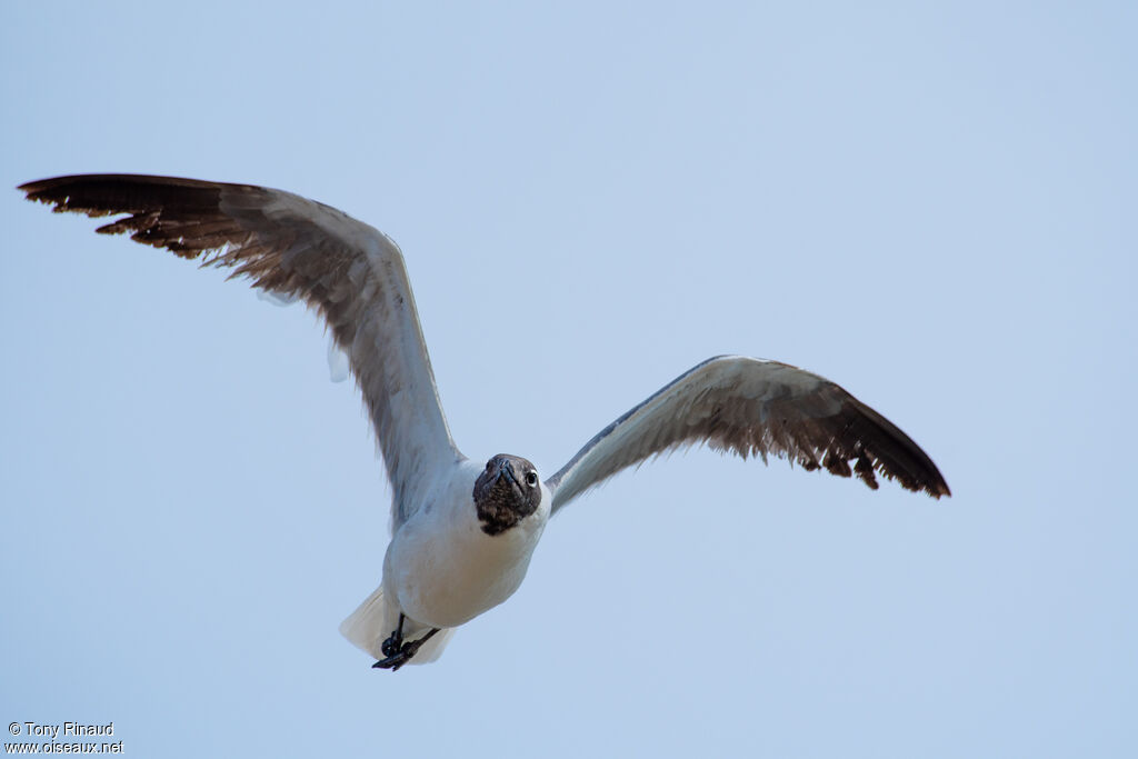 Mouette atricille