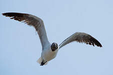 Mouette atricille