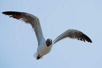 Mouette atricille