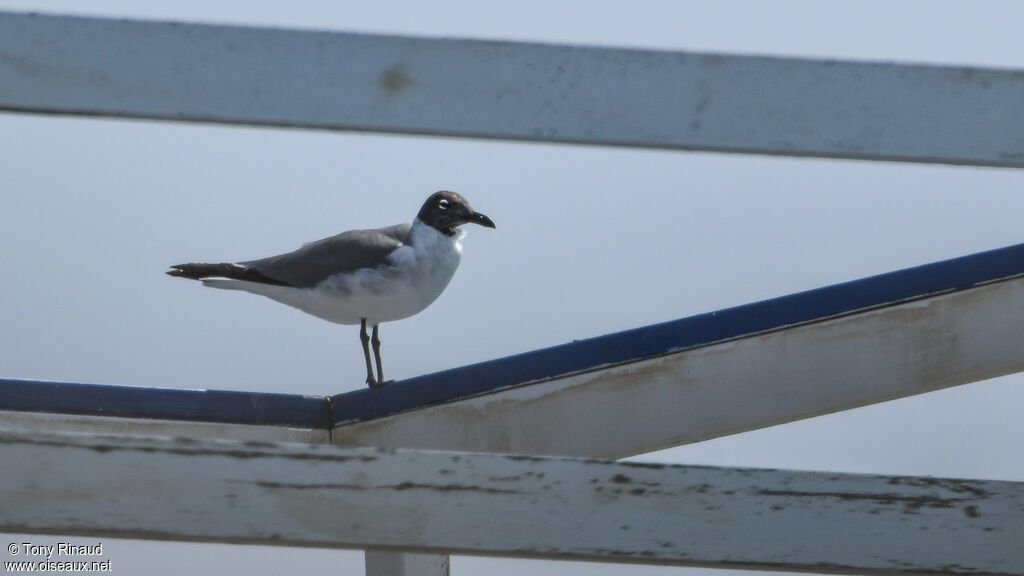 Mouette atricille