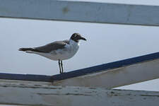 Mouette atricille