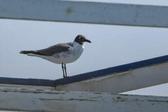 Mouette atricille