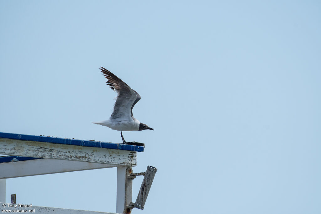Mouette atricille