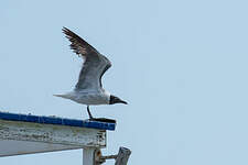 Mouette atricille