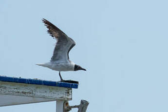 Mouette atricille