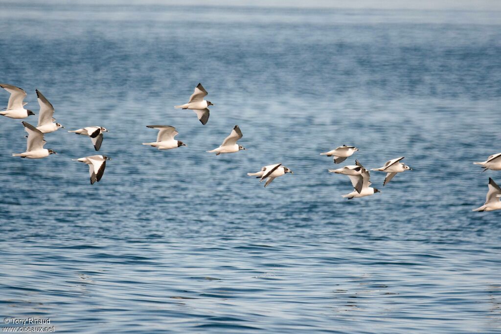 Sabine's Gull, pigmentation, Flight