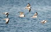 Mouette de Sabine
