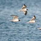 Mouette de Sabine