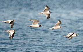 Mouette de Sabine