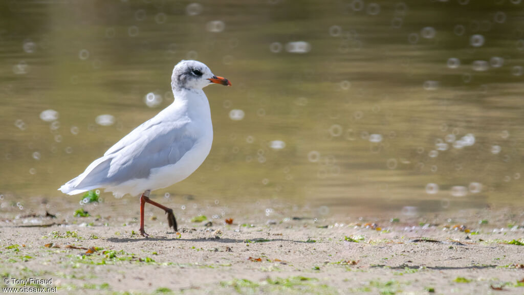 Mouette mélanocéphaleadulte transition, identification, composition, pigmentation, marche