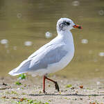 Mouette mélanocéphale