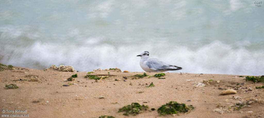 Mouette pygméeadulte internuptial, identification, composition, marche