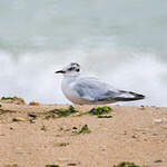 Mouette pygmée