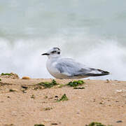 Mouette pygmée