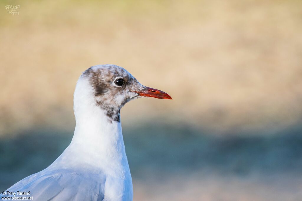 Mouette rieuseadulte transition, portrait, composition, pigmentation, marche